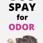 diy dog spray for odor homemade dog safe essential oils