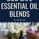 diy dog spray for odor homemade dog safe essential oils