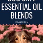 diy dog spray for odor homemade dog safe essential oils