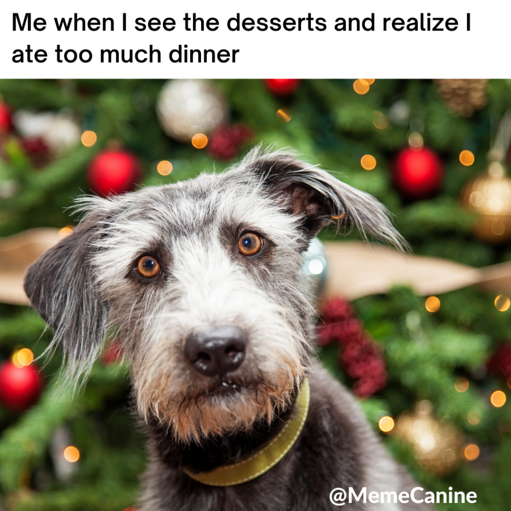 dog christmas memes, funny memes
