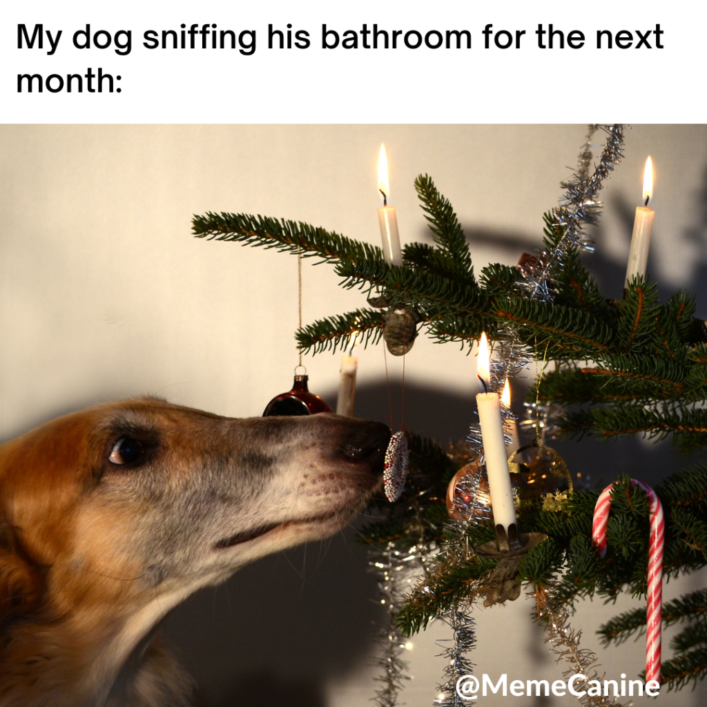 12 Christmas Dog Memes Dog Mom Humor YoCanine