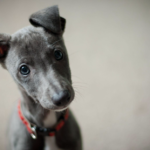 6 Tips: What to Do Before Adopting a New Puppy