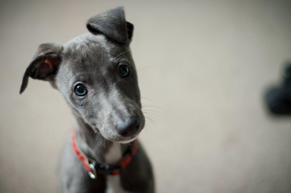 what to do before adopting puppy