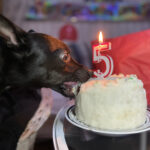 Dog Birthday Cake Recipe, How To Make a Dog Cake