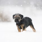 7 Fun Ways to Keep Your Dog Entertained During Winter