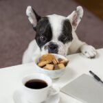Top 7 Human Foods That Dogs Can’t Eat: Critical Read