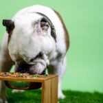Chicken Allergies in Dogs - Symptoms, Causes & Treatment