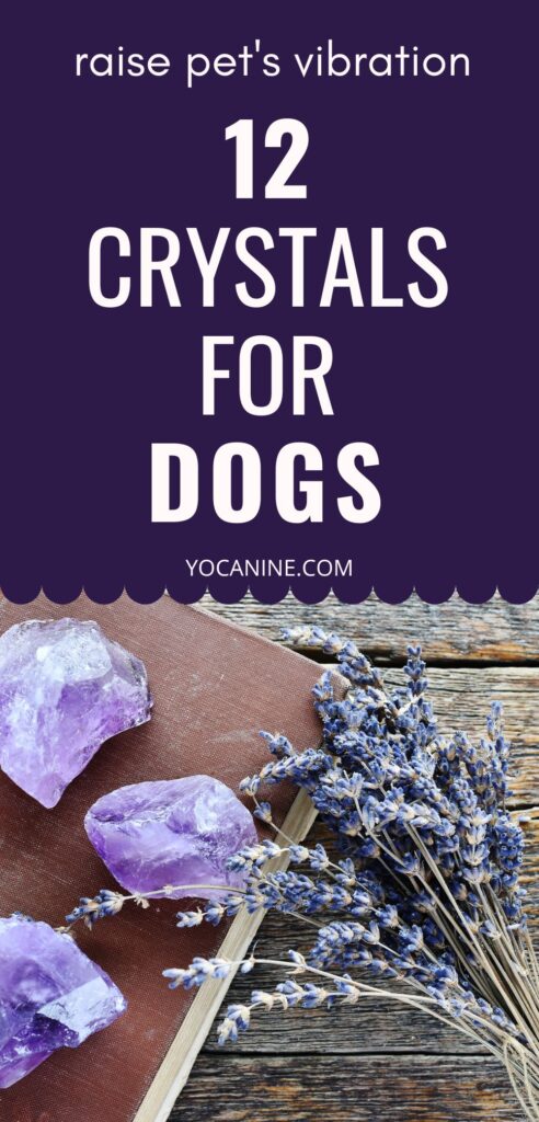 crystals for dogs dog healing