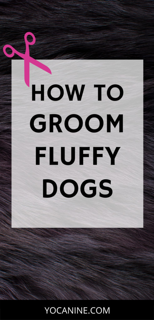 how to groom dog, fluffy dog groom