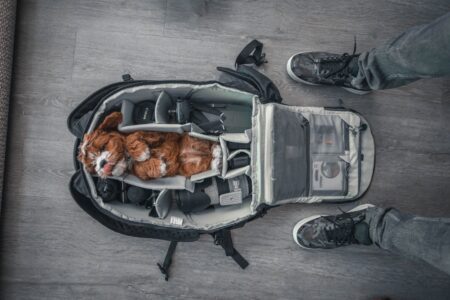 dog travel packing